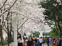 -武汉大学-樱园