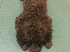 -荣耀金沙动物医院(清江西路店)