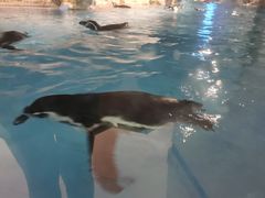 -帝企鹅自助餐厅•儿童岛•真企鹅(长隆企鹅酒店)