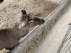 -北京鹿世界主题园