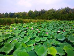 -前关湿地公园