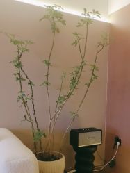 -栖SPA·ONDA ·海菲秀·皑皑科技美肤中心