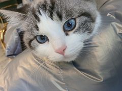 -喵喵咪呀布偶猫咖(春熙路店)