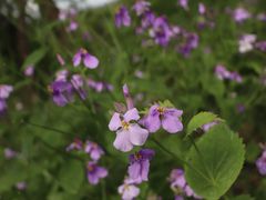-西湖风景区-江洋畈生态公园