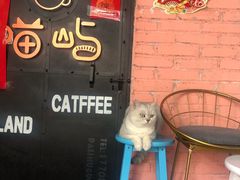 -喵屿·大理花园猫咖