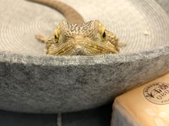 -沃洛格达(万象城n次方店)