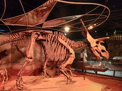 -正佳自然科学博物馆