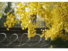 -三里屯东五街银杏大道