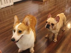 -柯斗斗主题餐厅·狗咖·围炉煮茶·茶饮(国瑞升平里店)