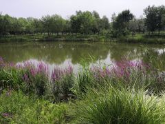 -东郊湿地公园