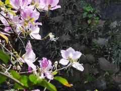 -红山村