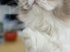 -猫大福·Fortune Cat猫舍(百子湾店)