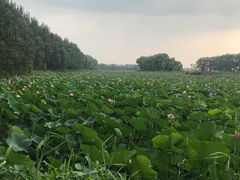 -白渔泡湿地公园