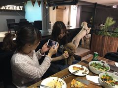 -百好乐宠物友好餐厅(朝外大街店)