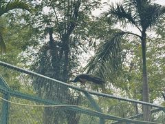 -西双版纳傣族园-曼春满佛寺