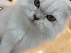 -糯米喵星人·撸猫猫舍咖啡馆(西市场嘉华店)