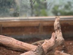 -上海大自然野生昆虫馆(东方明珠·爬宠昆虫探索中心)