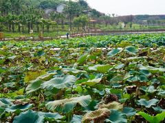 -建华生态湿地百荷园