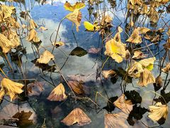 -湖畔居茶楼(湖滨店)