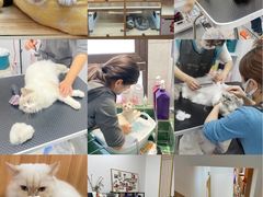 -山宅一喵德文卷毛猫舍