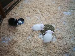 -上海大自然野生昆虫馆(东方明珠·爬宠昆虫探索中心)