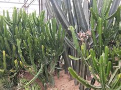 -兰陵国家农业公园