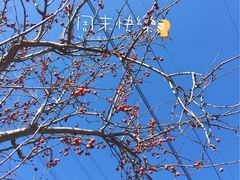 -甜心庄园·甜心草莓采摘园(西青中北店)
