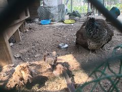 -静之湖湖畔餐厅