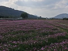 -艾米稻香小镇