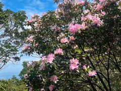 -梧桐山风景名胜区