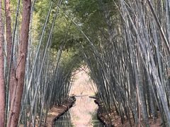 -同里国家湿地公园