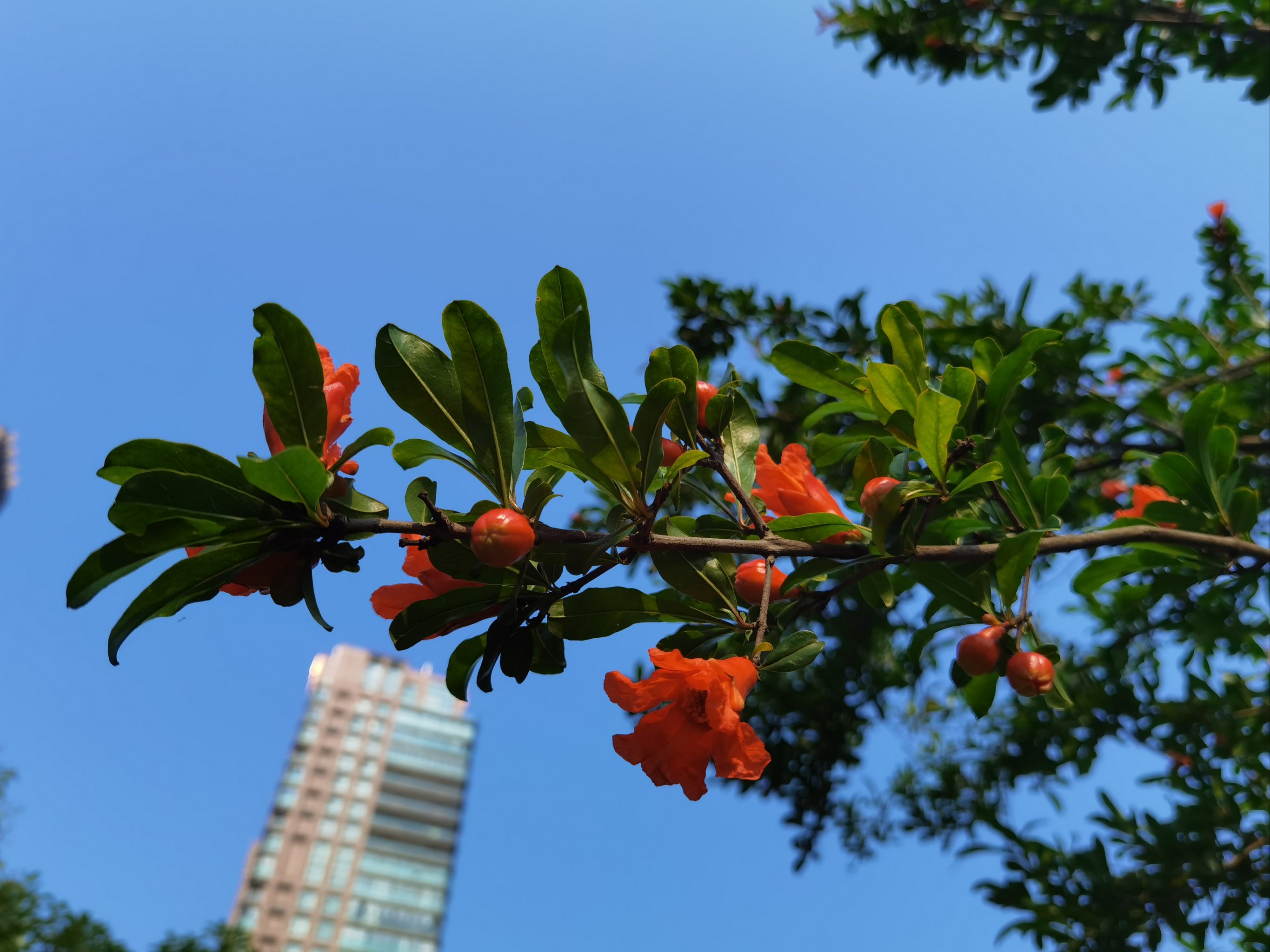 榴莲树开花图片大全图片