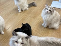 -有喵·猫咖·狗咖·30几只猫10只小狗(岗厦店)