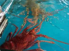 -清水湾3号(东方小周海鲜店)