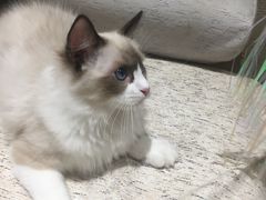 -藏猫猫咖啡主题馆(中央大道店)