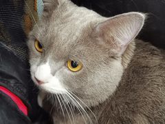 -纳吉亚猫专科动物诊疗中心(蒋宅口分院)
