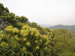 -天鹿湖森林公园