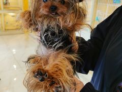 -宠爱多约克夏马尔济斯泰迪小型犬专卖