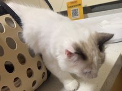 -千城康桥宠物医院·猫科·骨科·心脏