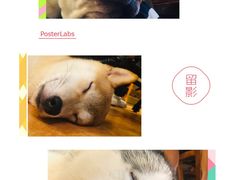 -more than meow吴止猫主题餐厅(承德 中船汇店)