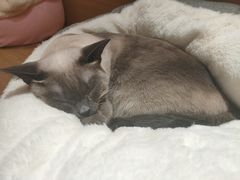 -滚猫咖啡·猫咖·猫友好撸猫(未来城店)