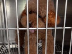 -宠福鑫康馨动物医院·骨科·眼科