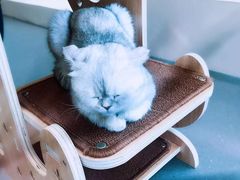 -飞行喵MR PILOT|猫舍·猫咖(静安大融城店)