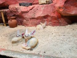 -Zoolung Zoolung动物主题公园(海信广场店)