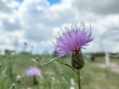 -呼伦贝尔大草原巴尔虎蒙古部落民俗旅游度假景区