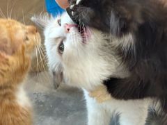 -楼上猫咖(罗湖店)