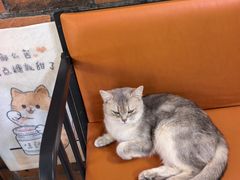 -豆逗聊愈猫阁Easy Life