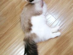 -滚猫咖啡·猫咖·猫友好撸猫(未来城店)