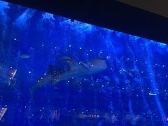 -成都浩海立方海洋公园