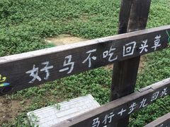 -田园东方蜜桃村的田野营地